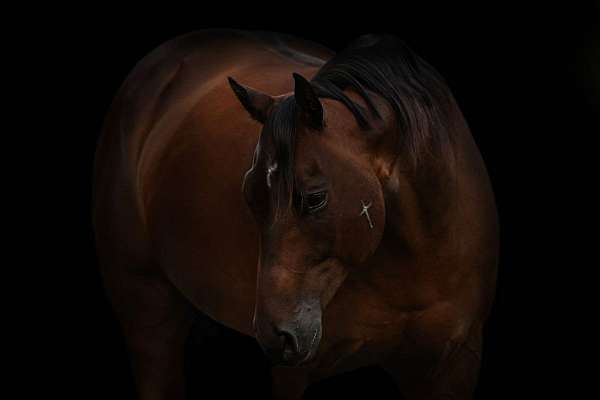 working-cattle-quarter-horse