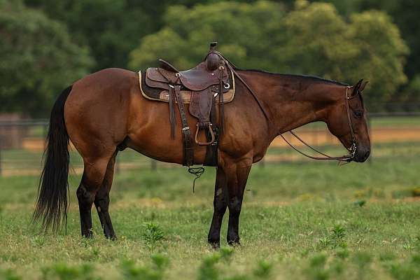 bay-quarter-horse-gelding