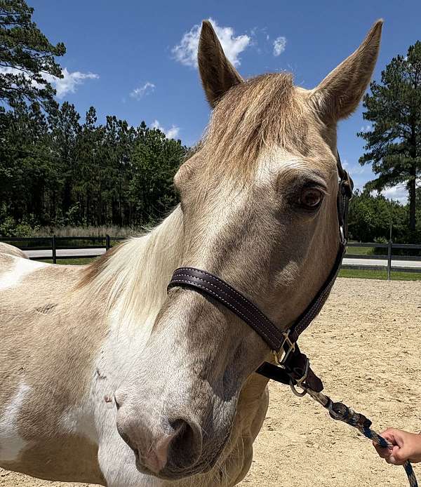 eye-rocky-mountain-horse