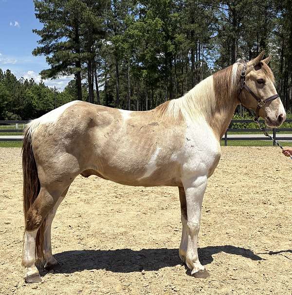 good-manners-rocky-mountain-horse