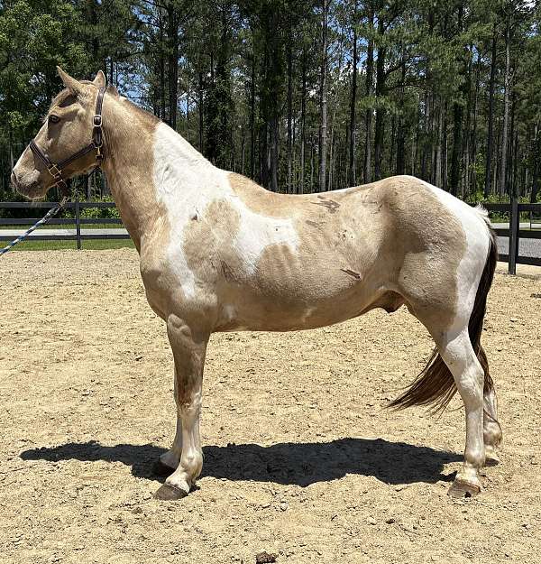 saddles-rocky-mountain-horse