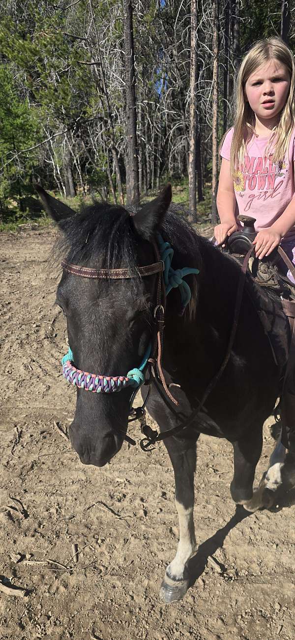 shetland-pony-gelding