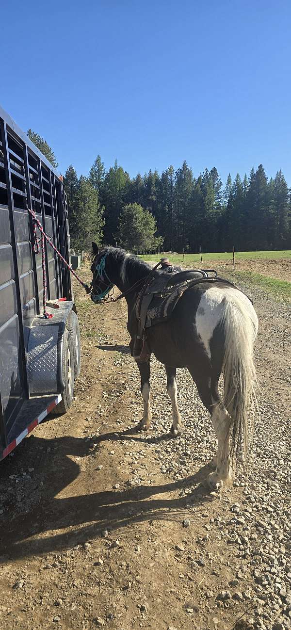 shetland-pony-for-sale