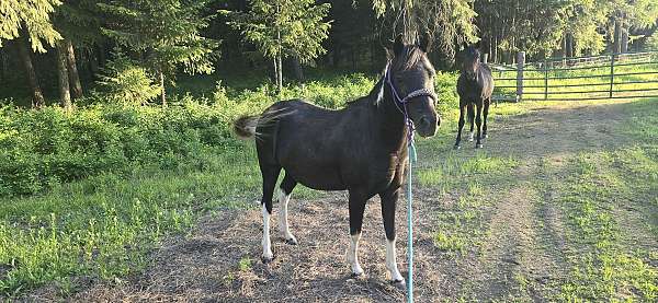 confidence-shetland-pony
