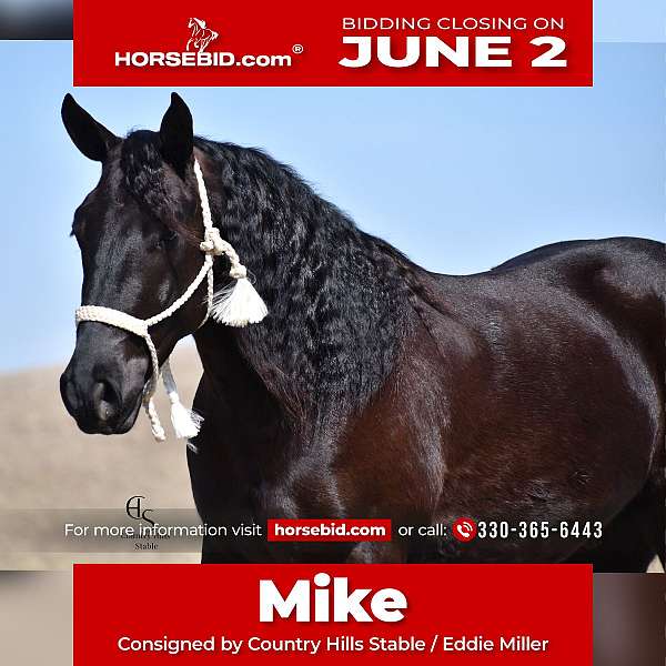 all-around-friesian-horse