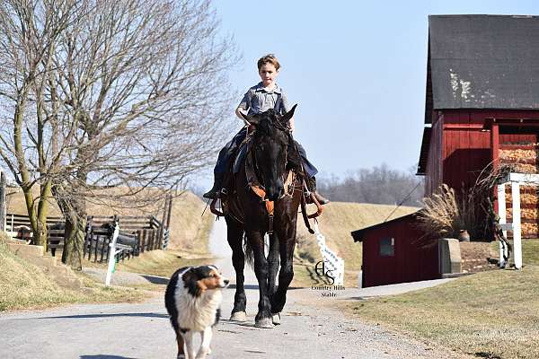 cross-friesian-horse