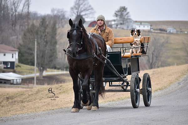 draft-friesian-horse