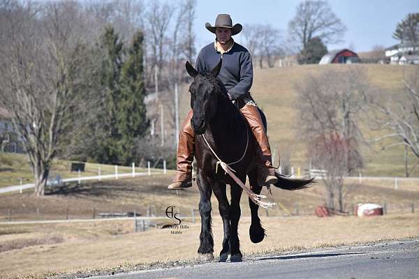 driving-friesian-horse