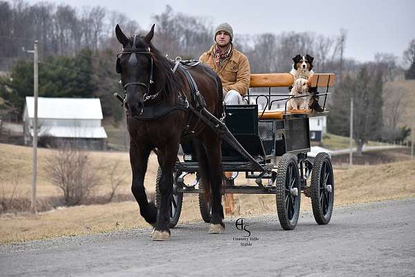 dressage-friesian-horse