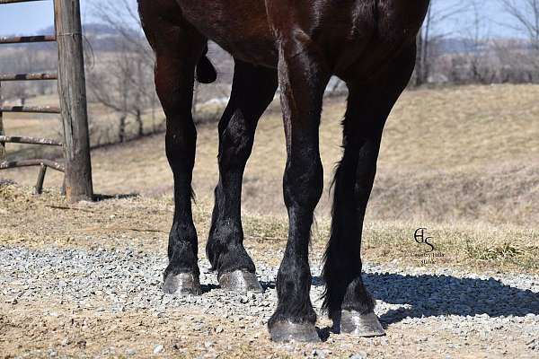 flashy-friesian-horse