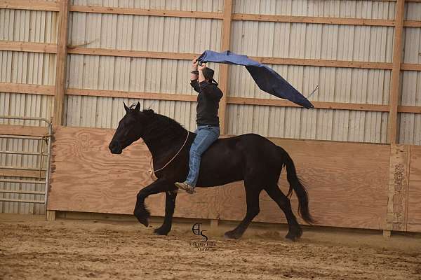 husband-safe-friesian-horse