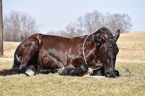 parade-friesian-horse