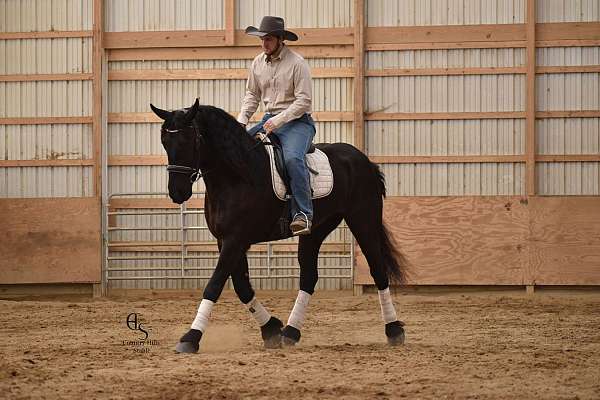 performance-friesian-horse