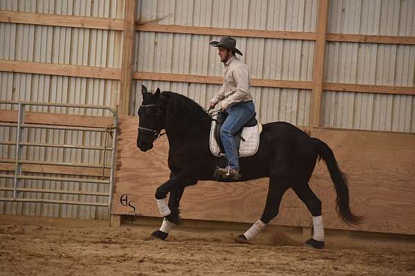 ranch-work-friesian-horse
