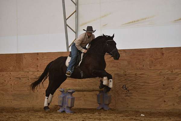 ridden-western-friesian-horse