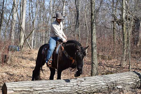 show-friesian-horse
