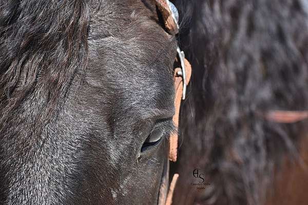 trail-friesian-horse