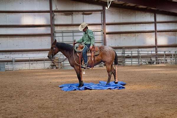 calf-roping-quarter-horse