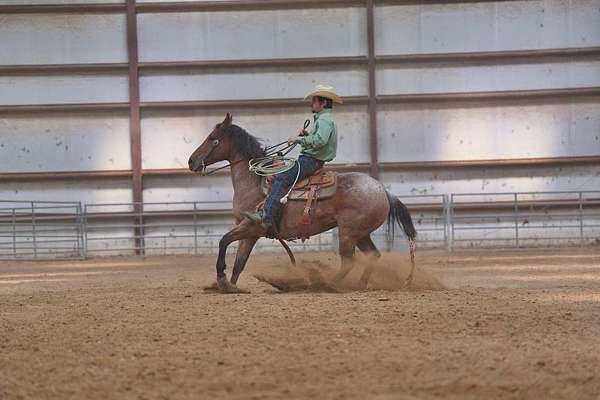 flashy-quarter-horse