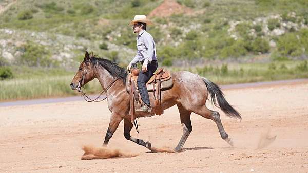 husband-safe-quarter-horse