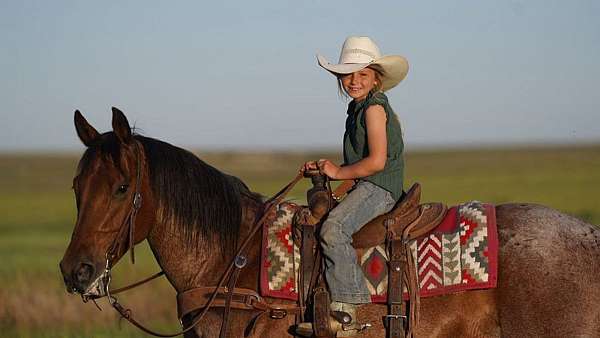 kid-safe-quarter-horse