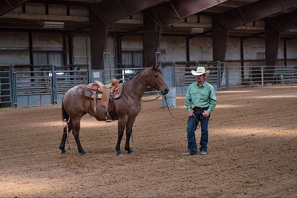 performance-quarter-horse
