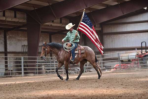ranch-quarter-horse