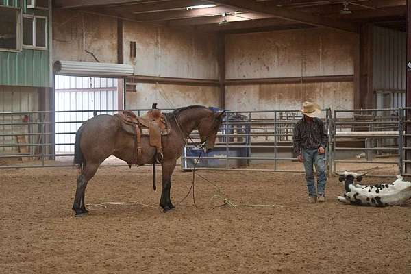 ranch-versatility-quarter-horse