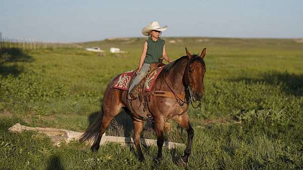 rodeo-quarter-horse