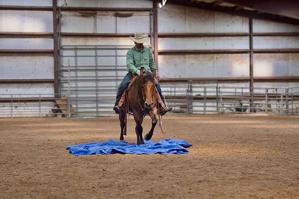 roping-quarter-horse