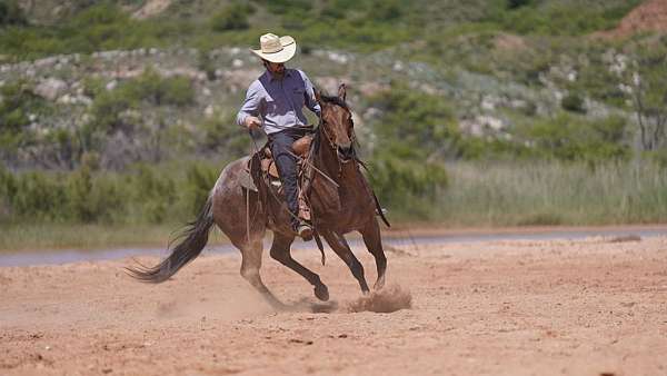 show-quarter-horse