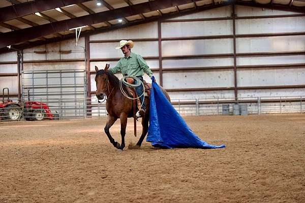 trail-quarter-horse