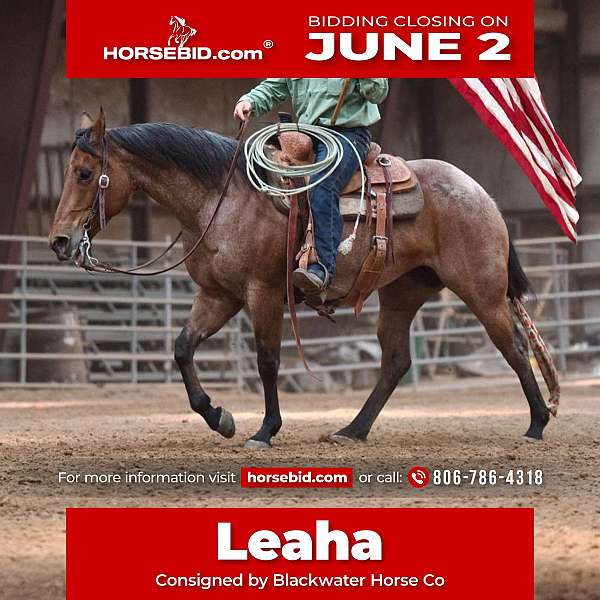 all-around-quarter-horse