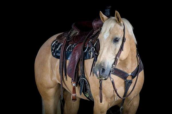 breeding-quarter-horse