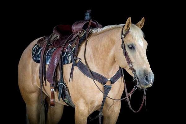 flashy-quarter-horse