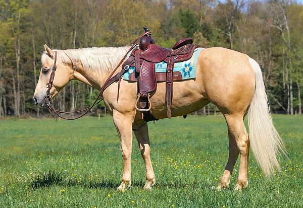 husband-safe-quarter-horse