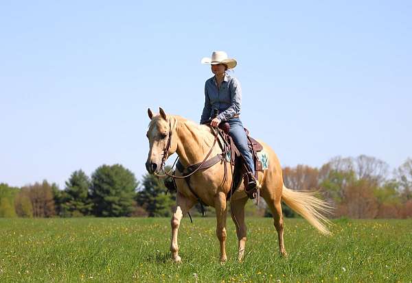performance-quarter-horse