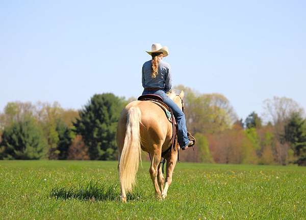 ranch-quarter-horse