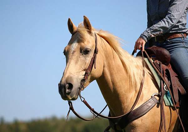 ranch-versatility-quarter-horse