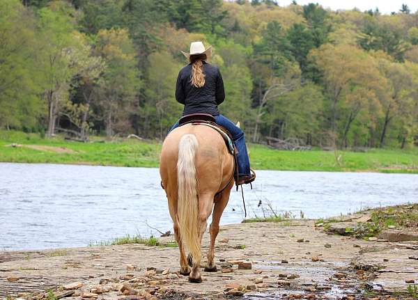 ridden-english-quarter-horse