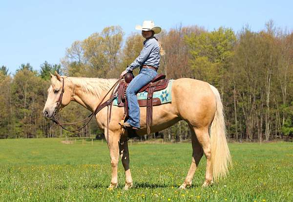 roping-quarter-horse
