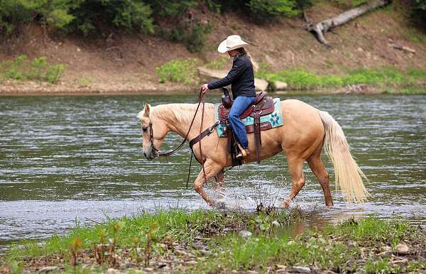show-quarter-horse