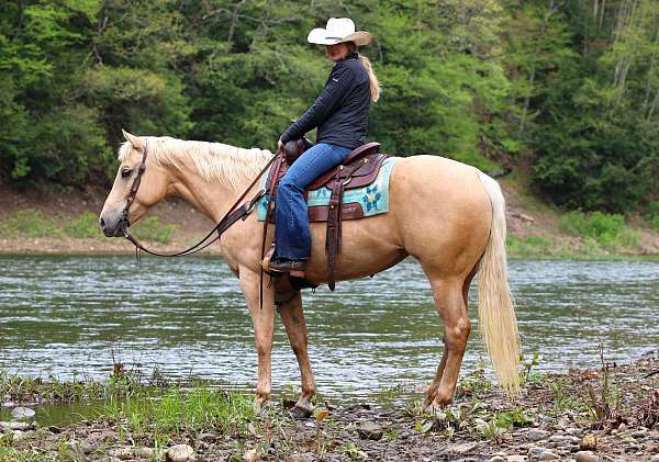 trail-quarter-horse