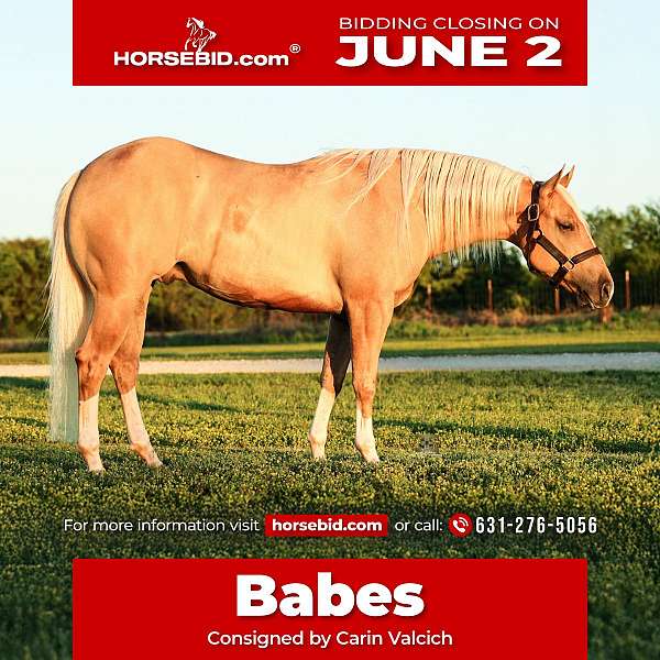 all-around-quarter-horse
