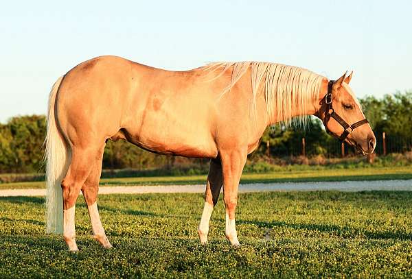athletic-quarter-horse