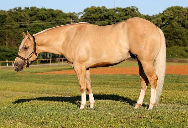 flashy-quarter-horse