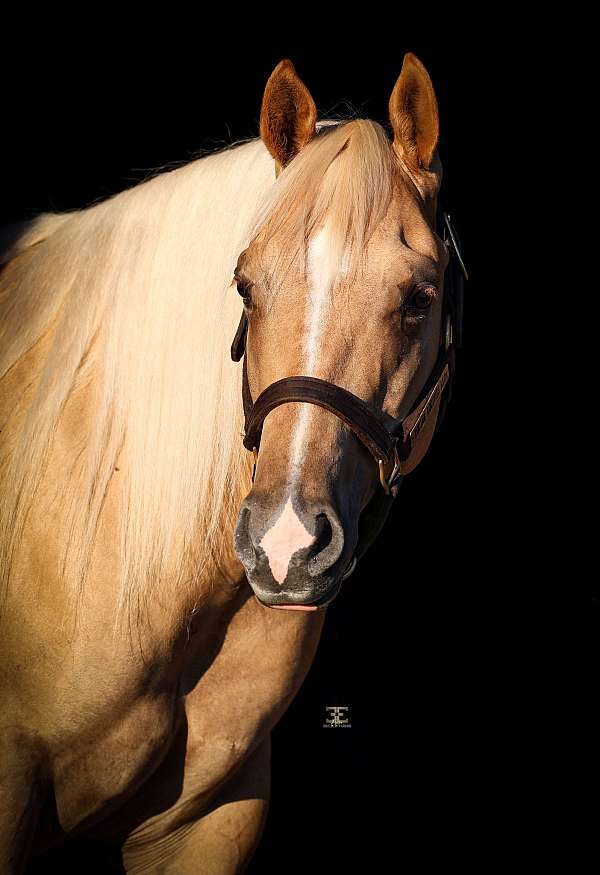 performance-quarter-horse