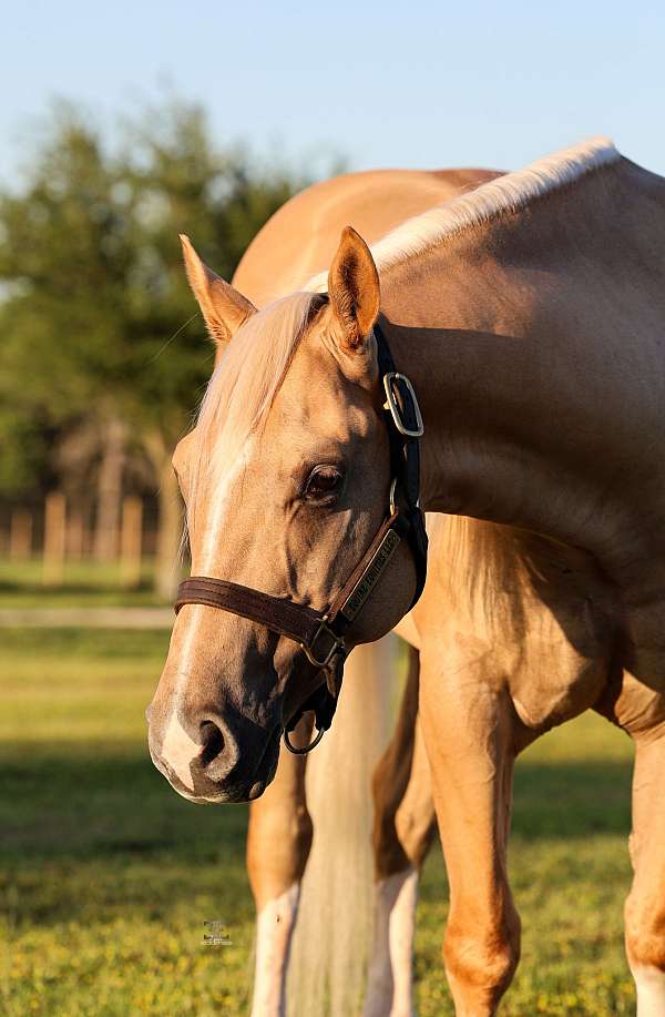 ranch-quarter-horse