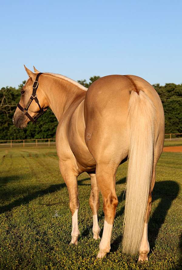 ranch-versatility-quarter-horse