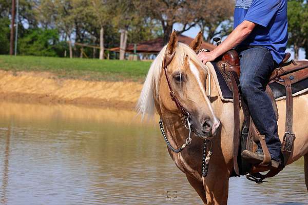 reining-quarter-horse